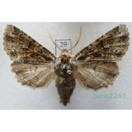 Pachetra sagittigera (Hufnagel, 1766) Czech29